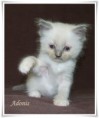 /album/adonis/adonis-5-hetes-002-jpg/
